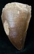 Mosasaur (Prognathodon) Tooth #14234-1